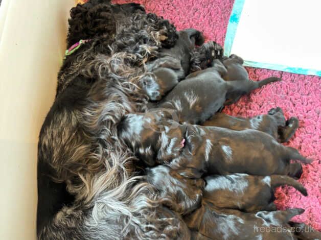 Beautiful female Cocker Spaniel puppies for sale in Deeside, Flintshire - Image 1