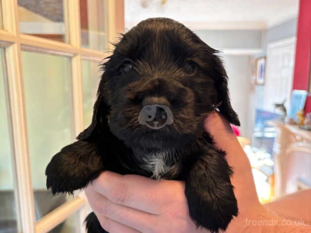 Beautiful female Cocker Spaniel puppies for sale in Deeside, Flintshire - Image 2