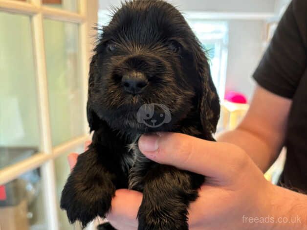 Beautiful female Cocker Spaniel puppies for sale in Deeside, Flintshire - Image 3