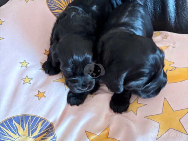 Beautiful female Cocker Spaniel puppies for sale in Deeside, Flintshire - Image 5