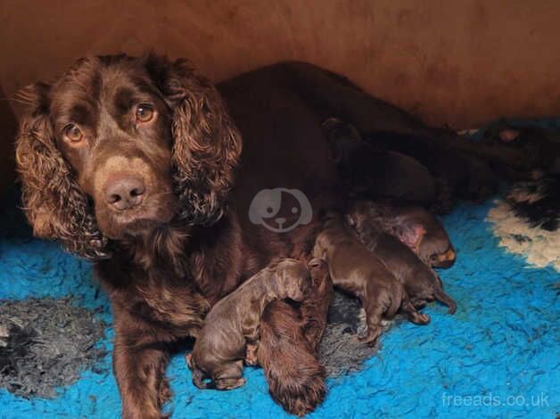 Beautiful female Cocker Spaniels for sale in Wolverhampton, West Midlands