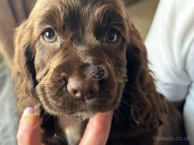 Beautiful female Cocker Spaniels for sale in Wolverhampton, West Midlands - Image 2