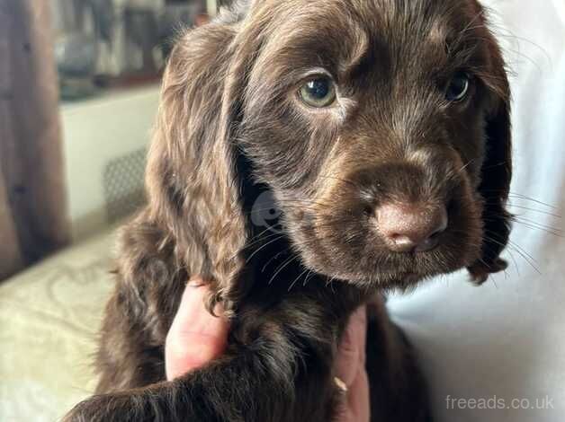 Beautiful female Cocker Spaniels for sale in Wolverhampton, West Midlands - Image 3