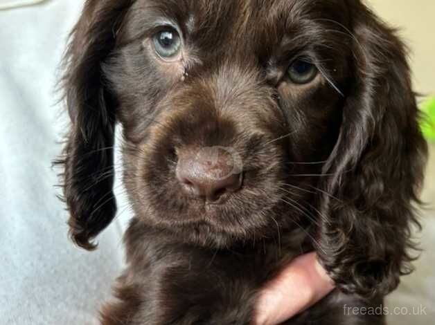 Beautiful female Cocker Spaniels for sale in Wolverhampton, West Midlands - Image 4