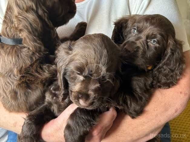 Beautiful female Cocker Spaniels for sale in Wolverhampton, West Midlands - Image 5