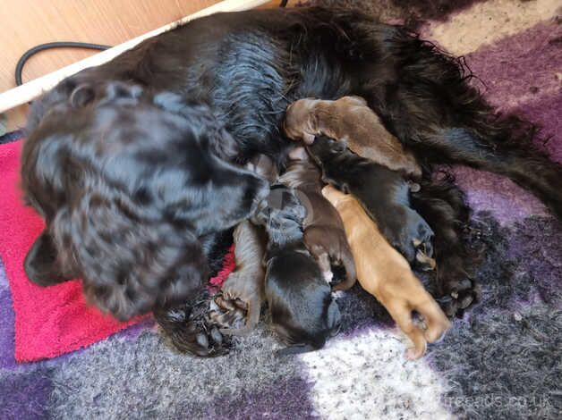 Beautiful health tested cocker spaniel pups KC registered for sale in Belper, Derbyshire