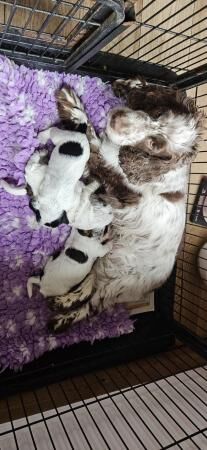 Beautiful home reared Show type cocker spaniels for sale in Grantham, Lincolnshire - Image 1