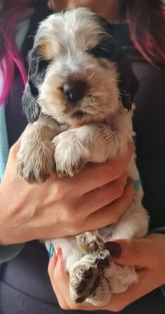 Beautiful home reared Show type cocker spaniels for sale in Grantham, Lincolnshire - Image 2