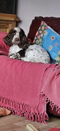 Beautiful home reared Show type cocker spaniels for sale in Grantham, Lincolnshire - Image 5