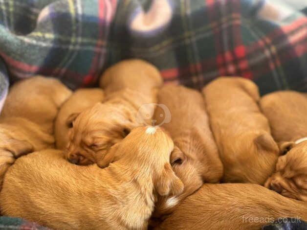 Beautiful KC DNA clear cocker spaniel puppies for sale in Sandwich, Kent