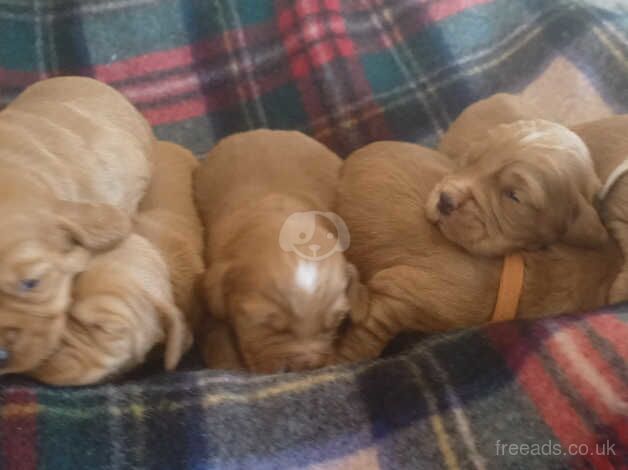 Beautiful KC DNA clear cocker spaniel puppies for sale in Sandwich, Kent - Image 2