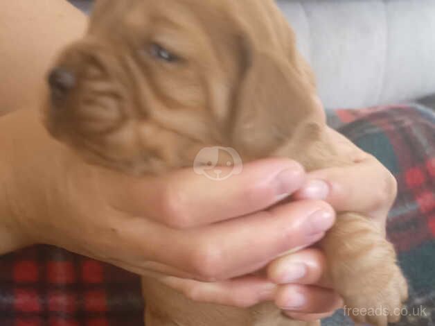 Beautiful KC DNA clear cocker spaniel puppies for sale in Sandwich, Kent - Image 3