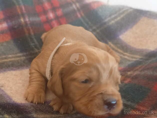 Beautiful KC DNA clear cocker spaniel puppies for sale in Sandwich, Kent - Image 4