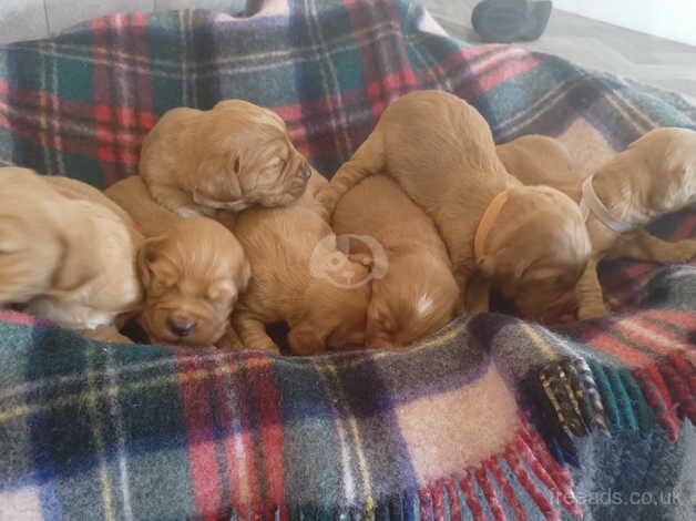 Beautiful KC DNA clear cocker spaniel puppies for sale in Sandwich, Kent - Image 5