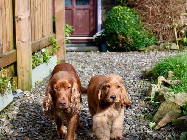 Beautiful KC Golden Show Cocker Spaniel Puppies for sale in Chepstow/Cas-Gwent, Monmouthshire