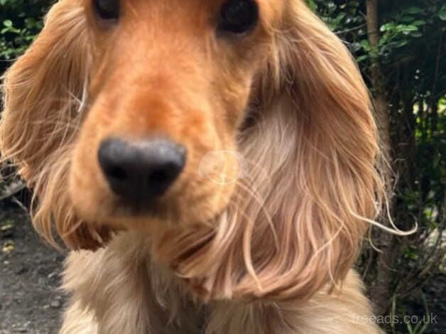 Beautiful KC Golden Show Cocker Spaniel Puppies for sale in Chepstow/Cas-Gwent, Monmouthshire - Image 2