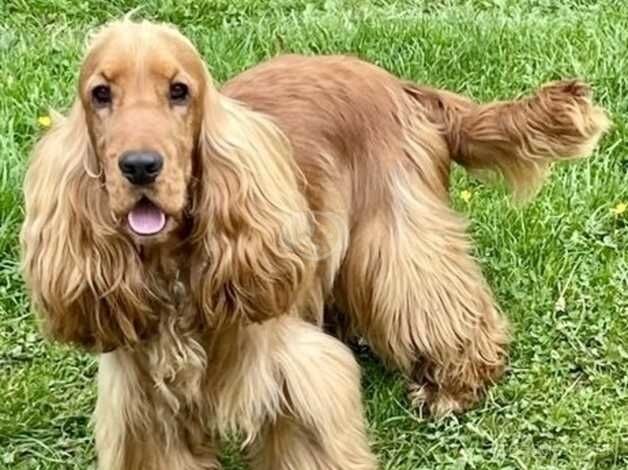 Cocker Spaniel Puppies for sale in Monmouthshire