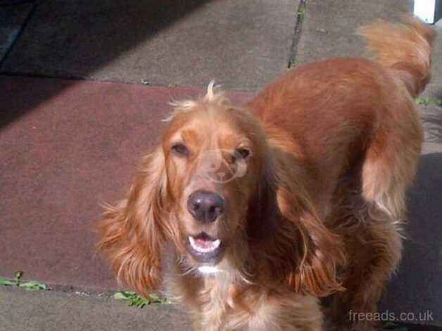 Beautiful KC Golden Show Cocker Spaniel Puppies for sale in Chepstow/Cas-Gwent, Monmouthshire - Image 5