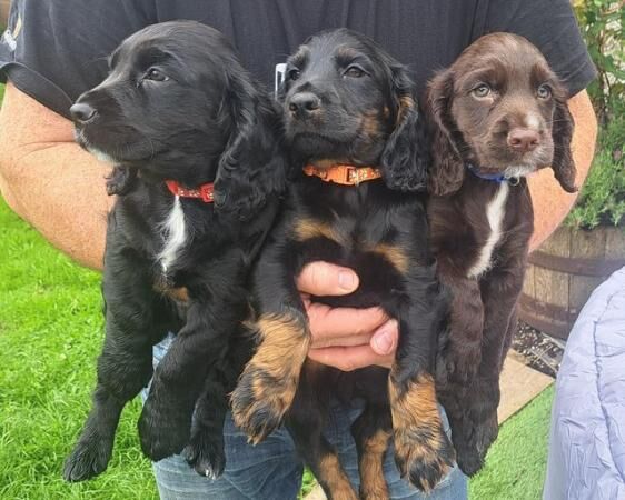 Beautiful KC registered Cocker spaniel puppies for sale in Dumfries, Dumfries and Galloway