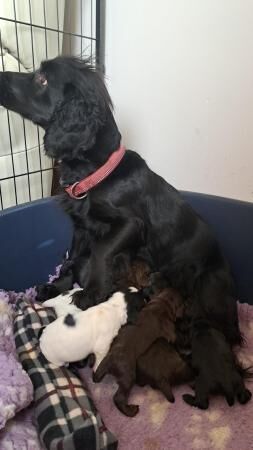 Beautiful KC registered Cocker spaniel puppies for sale in Dumfries, Dumfries and Galloway - Image 2