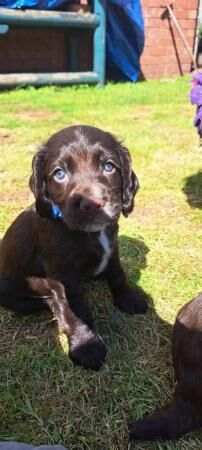 Beautiful KC registered Cocker spaniel puppies for sale in Dumfries, Dumfries and Galloway - Image 3