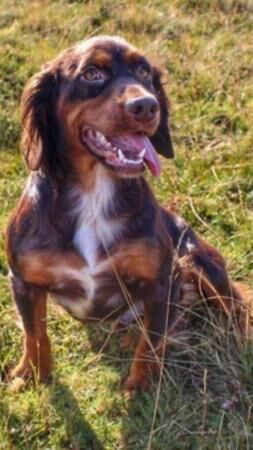 Beautiful KC registered Cocker spaniel puppies for sale in Dumfries, Dumfries and Galloway - Image 4