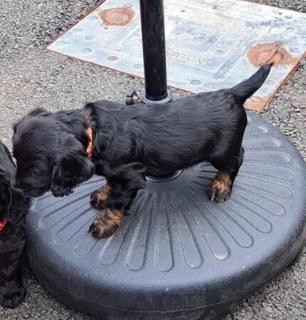 Beautiful KC registered Cocker spaniel puppies for sale in Dumfries, Dumfries and Galloway - Image 5