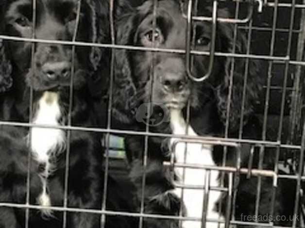 Beautiful KC Registered Cocker Spaniel Puppies for sale in Nottingham, Nottinghamshire - Image 1