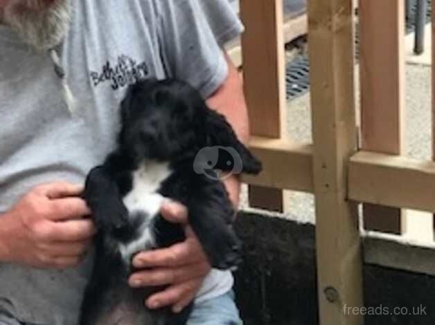 Beautiful KC Registered Cocker Spaniel Puppies for sale in Nottingham, Nottinghamshire - Image 3