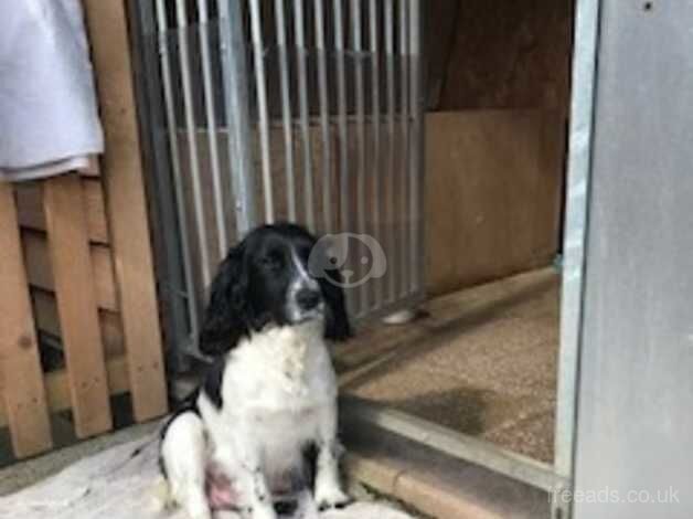 Beautiful KC Registered Cocker Spaniel Puppies for sale in Nottingham, Nottinghamshire - Image 4