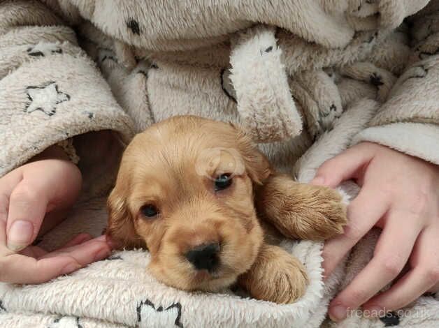 Beautiful KC registered cocker spaniel puppies for sale in Swansea