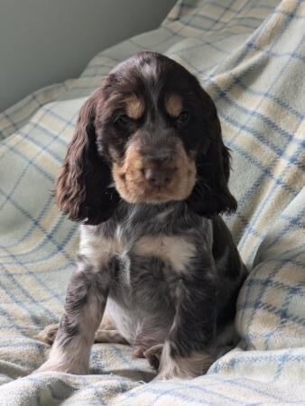 Beautiful KC registered show cocker spaniels puppies for sal for sale in Sheffield, County (Optional)