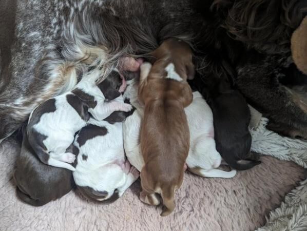 Beautiful KC registered show cocker spaniels puppies for sal for sale in Sheffield, County (Optional) - Image 2