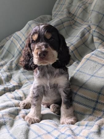 Beautiful KC registered show cocker spaniels puppies for sal for sale in Sheffield, County (Optional) - Image 3