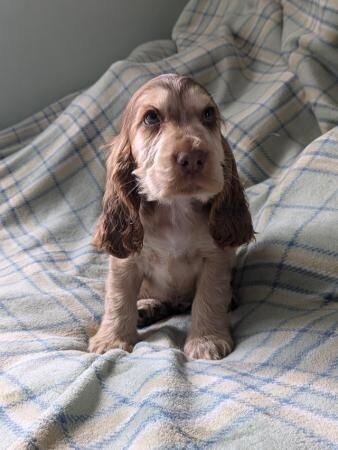 Beautiful KC registered show cocker spaniels puppies for sal for sale in Sheffield, County (Optional) - Image 4