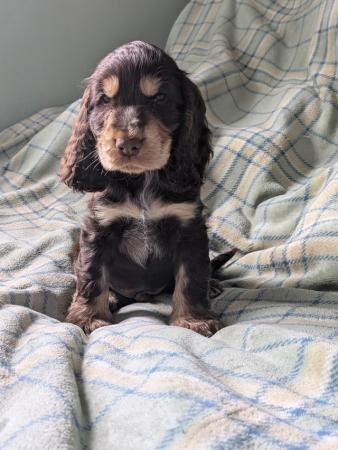 Beautiful KC registered show cocker spaniels puppies for sal for sale in Sheffield, County (Optional) - Image 5