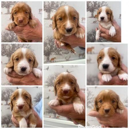 Beautiful KC Registered Working Cocker Spaniels for sale in Scarborough, North Yorkshire