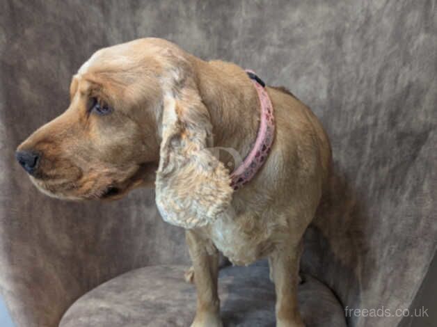 Cocker Spaniels for sale in Preston, Lancashire