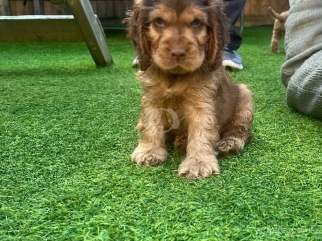 Beautiful KC show cocker spaniel puppies for sale in Andover, Hampshire - Image 1