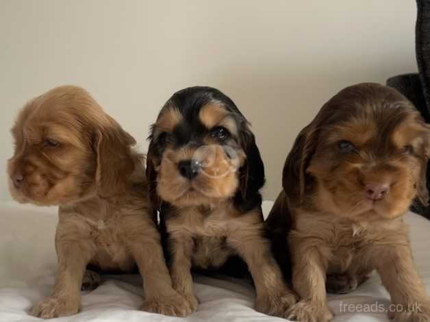 Beautiful KC show cocker spaniel puppies for sale in Andover, Hampshire - Image 2