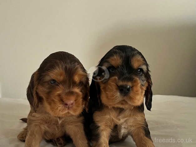 Cocker Spaniel Puppies for sale in Hampshire