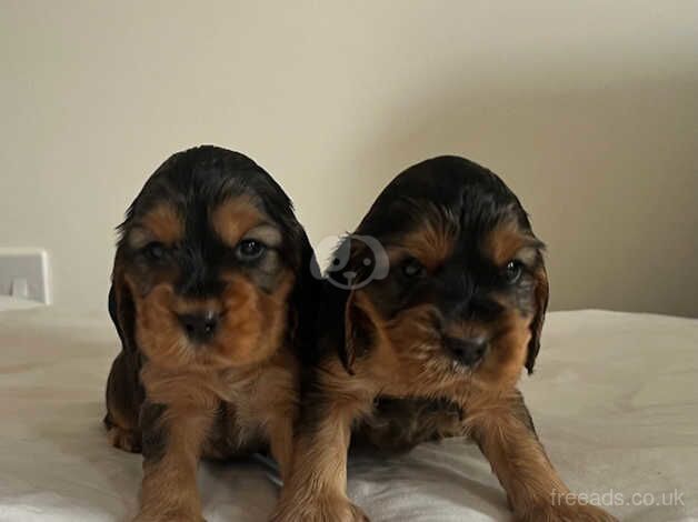 Cocker Spaniel Puppies for sale