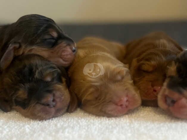 Beautiful KC show cocker spaniel puppies for sale in Andover, Hampshire - Image 5