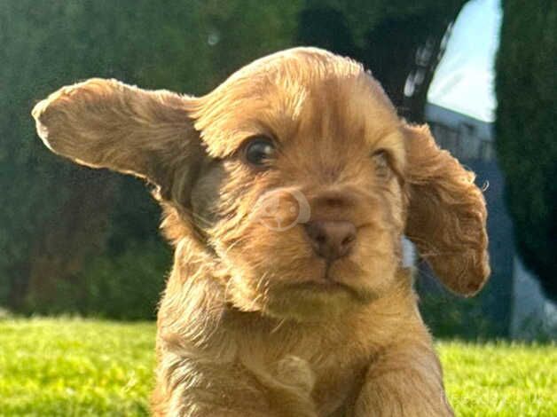 Beautiful KC Show Cocker Spaniel puppies for sale in Torpoint, Cornwall - Image 1