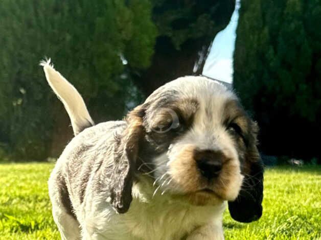 Beautiful KC Show Cocker Spaniel puppies for sale in Torpoint, Cornwall - Image 2