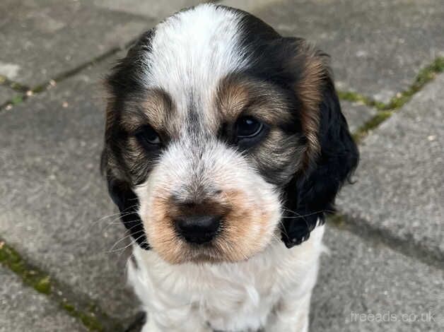 Beautiful KC Show Cocker Spaniel puppies for sale in Torpoint, Cornwall - Image 3