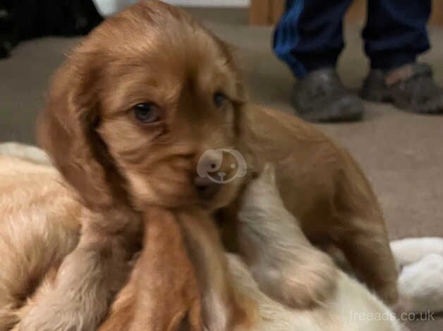 Beautiful KC Show Cocker Spaniel puppies for sale in Torpoint, Cornwall - Image 4