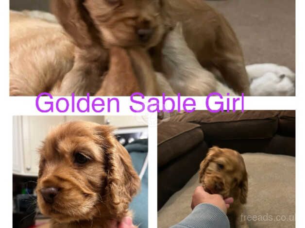 Beautiful KC Show Cocker Spaniel puppies for sale in Torpoint, Cornwall - Image 5