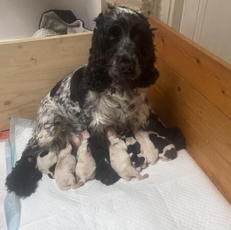 Beautiful KC Show Type Cocker Spaniel Puppies for sale in Richmond, Richmond upon Thames, Greater London - Image 1