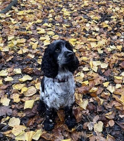 Beautiful KC Show Type Cocker Spaniel Puppies for sale in Richmond, Richmond upon Thames, Greater London - Image 2